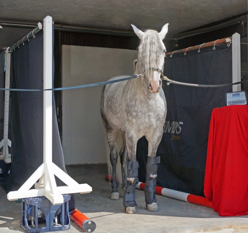 PEMF for Horses:

The iMRS fauna PEMF system provides Equine PEMF (Pulsed Electromagnetic Field Therapy) for Horses.